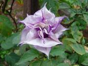Datura metel